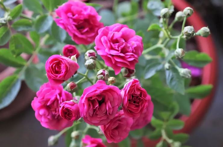 8 loại cây không bao giờ nên trồng trong nhà- Ảnh 3.