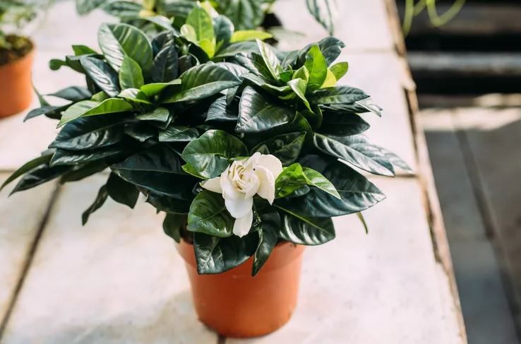 8 loại cây không bao giờ nên trồng trong nhà- Ảnh 1.