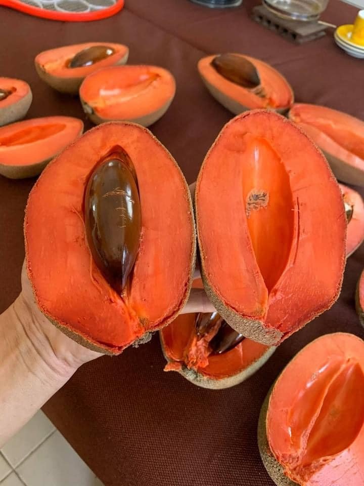 Loại quả xưa không ai biết, nay thành đặc sản bổ như nhân sâm, giá ngất ngưởng 400.000 đồng/kg- Ảnh 2. Loại quả xưa không ai biết, nay thành đặc sản bổ như nhân sâm, giá ngất ngưởng 400.000 đồng/kg- Ảnh 2.