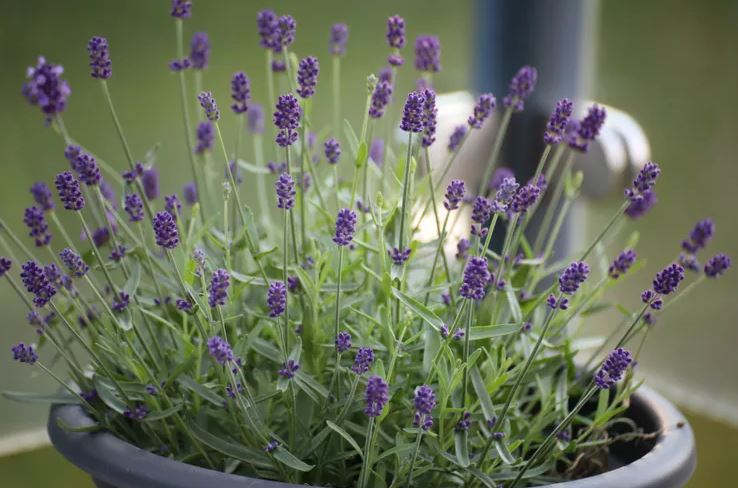 8 loại cây không bao giờ nên trồng trong nhà- Ảnh 4.