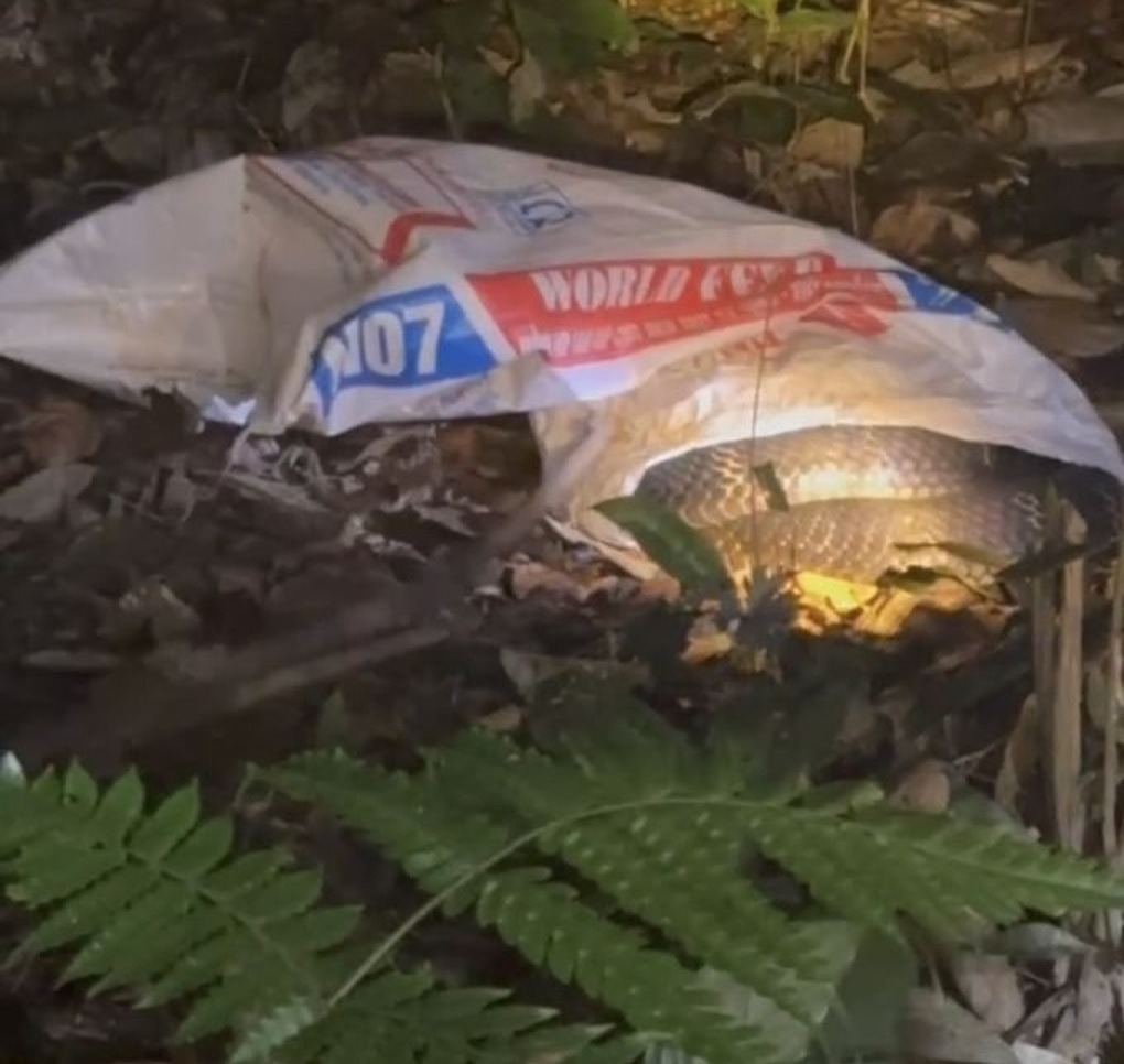 Rắn hổ mang chúa nặng 7 kg bất ngờ xuất hiện trong khu dân cư- Ảnh 1. Rắn hổ mang chúa nặng 7 kg bất ngờ xuất hiện trong khu dân cư- Ảnh 1.