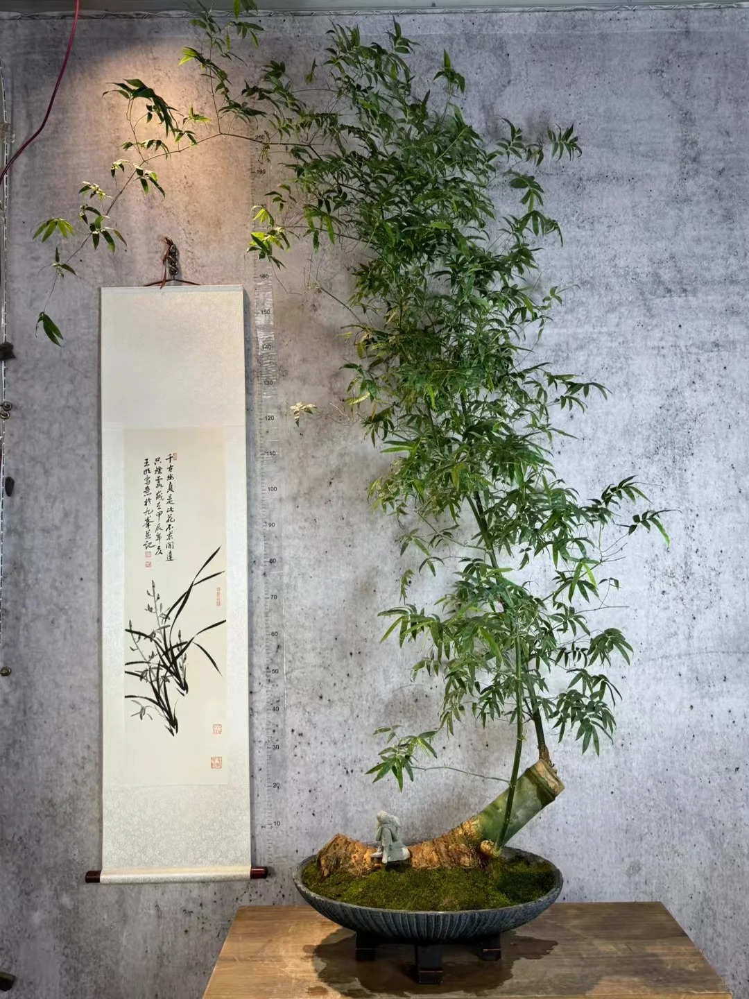 Tre ảnh hưởng gì tới nhà ở? Trồng đúng chỗ mát nhà, yên lòng, vận dễ lên hương- Ảnh 10. Tre ảnh hưởng gì tới nhà ở? Trồng đúng chỗ mát nhà, yên lòng, vận dễ lên hương- Ảnh 10.