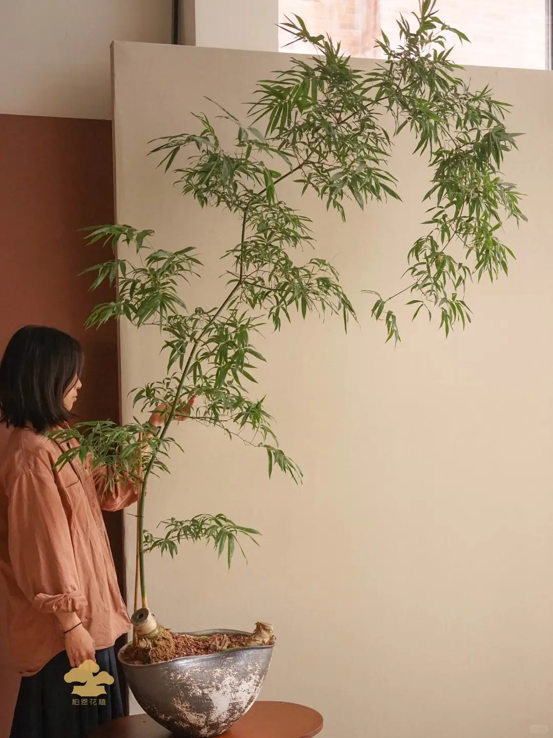 Tre ảnh hưởng gì tới nhà ở? Trồng đúng chỗ mát nhà, yên lòng, vận dễ lên hương- Ảnh 4. Tre ảnh hưởng gì tới nhà ở? Trồng đúng chỗ mát nhà, yên lòng, vận dễ lên hương- Ảnh 4.