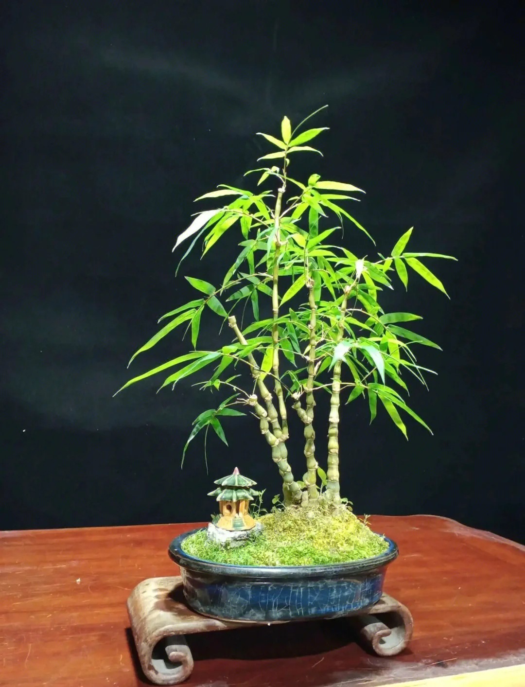 Tre ảnh hưởng gì tới nhà ở? Trồng đúng chỗ mát nhà, yên lòng, vận dễ lên hương- Ảnh 5. Tre ảnh hưởng gì tới nhà ở? Trồng đúng chỗ mát nhà, yên lòng, vận dễ lên hương- Ảnh 5.