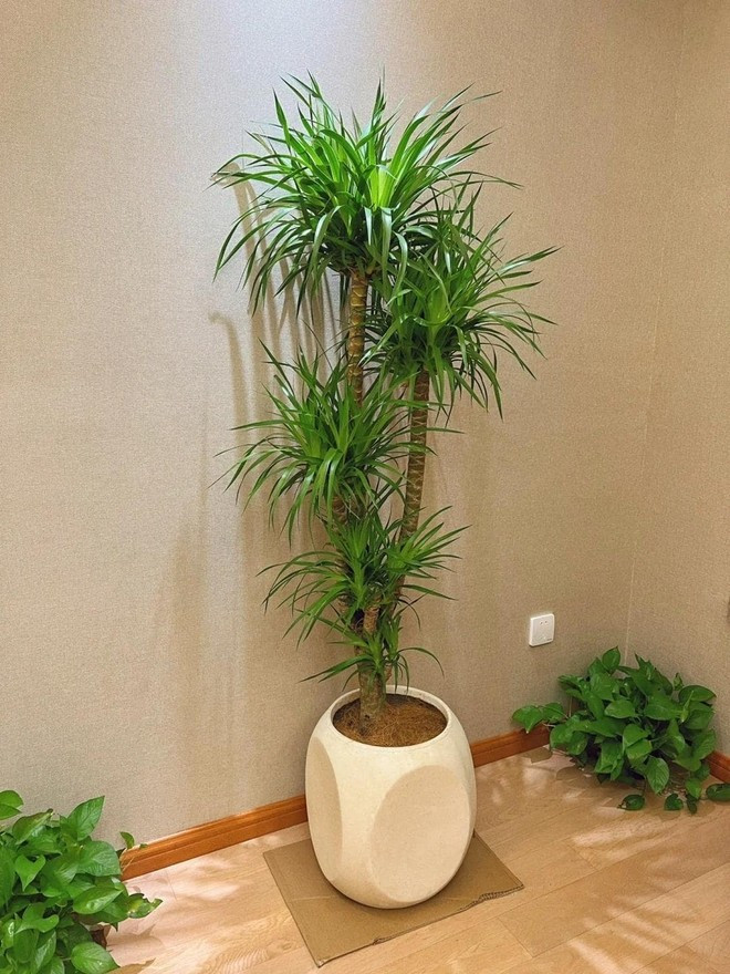 Ông bà truyền lại: 3 thứ phải để cao, 3 thứ phải để thấp để tài khí thông suốt, tiền bạc dễ vào nhà- Ảnh 2.