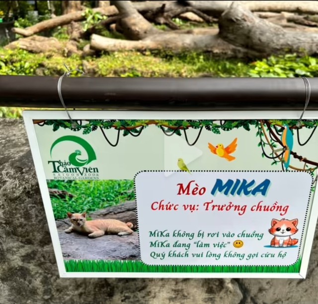 "Trưởng chuồng" mèo Mika nổi tiếng ở Thảo Cầm Viên cầm 80 triệu đi từ thiện: Sĩ nhất cái sở thú!- Ảnh 9.