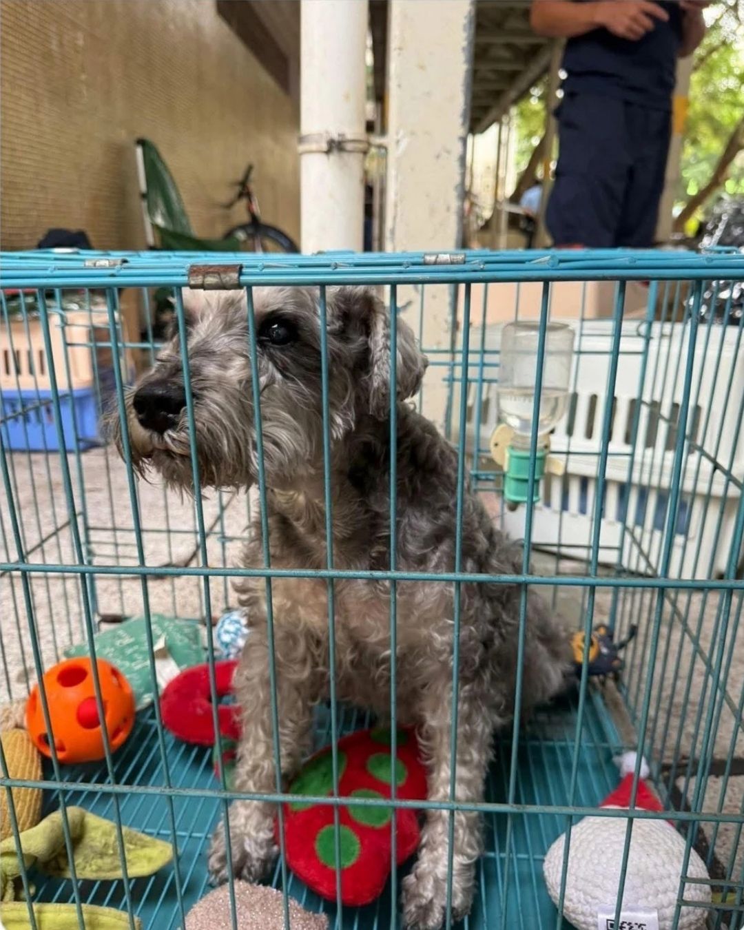 Câu chuyện ấm lòng giữa tang thương trong vụ cháy chung cư Hong Kong (Trung Quốc): Lính cứu hỏa có phải có "thần lực" không?- Ảnh 5. Câu chuyện ấm lòng giữa tang thương trong vụ cháy chung cư Hong Kong (Trung Quốc): Lính cứu hỏa có phải có "thần lực" không?- Ảnh 5.