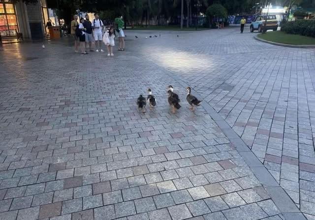 Fanpage của Vinpearl Nha Trang thông báo về tình trạng của đàn vịt Fanpage của Vinpearl Nha Trang thông báo về tình trạng của đàn vịt