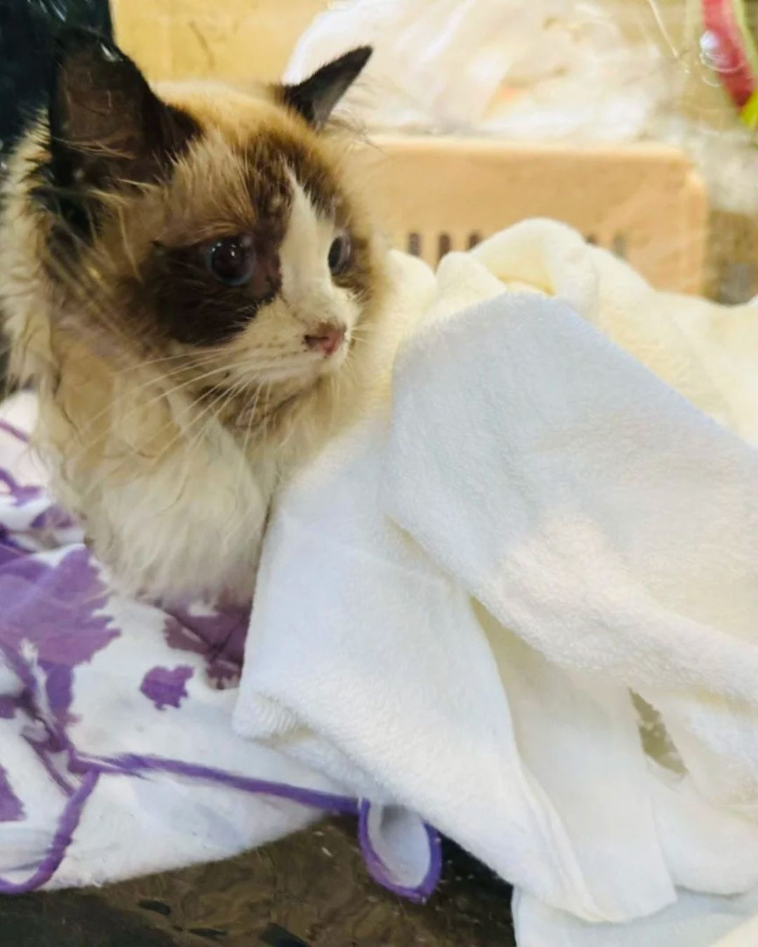 Câu chuyện ấm lòng giữa tang thương trong vụ cháy chung cư Hong Kong (Trung Quốc): Lính cứu hỏa có phải có "thần lực" không?- Ảnh 7. Câu chuyện ấm lòng giữa tang thương trong vụ cháy chung cư Hong Kong (Trung Quốc): Lính cứu hỏa có phải có "thần lực" không?- Ảnh 7.