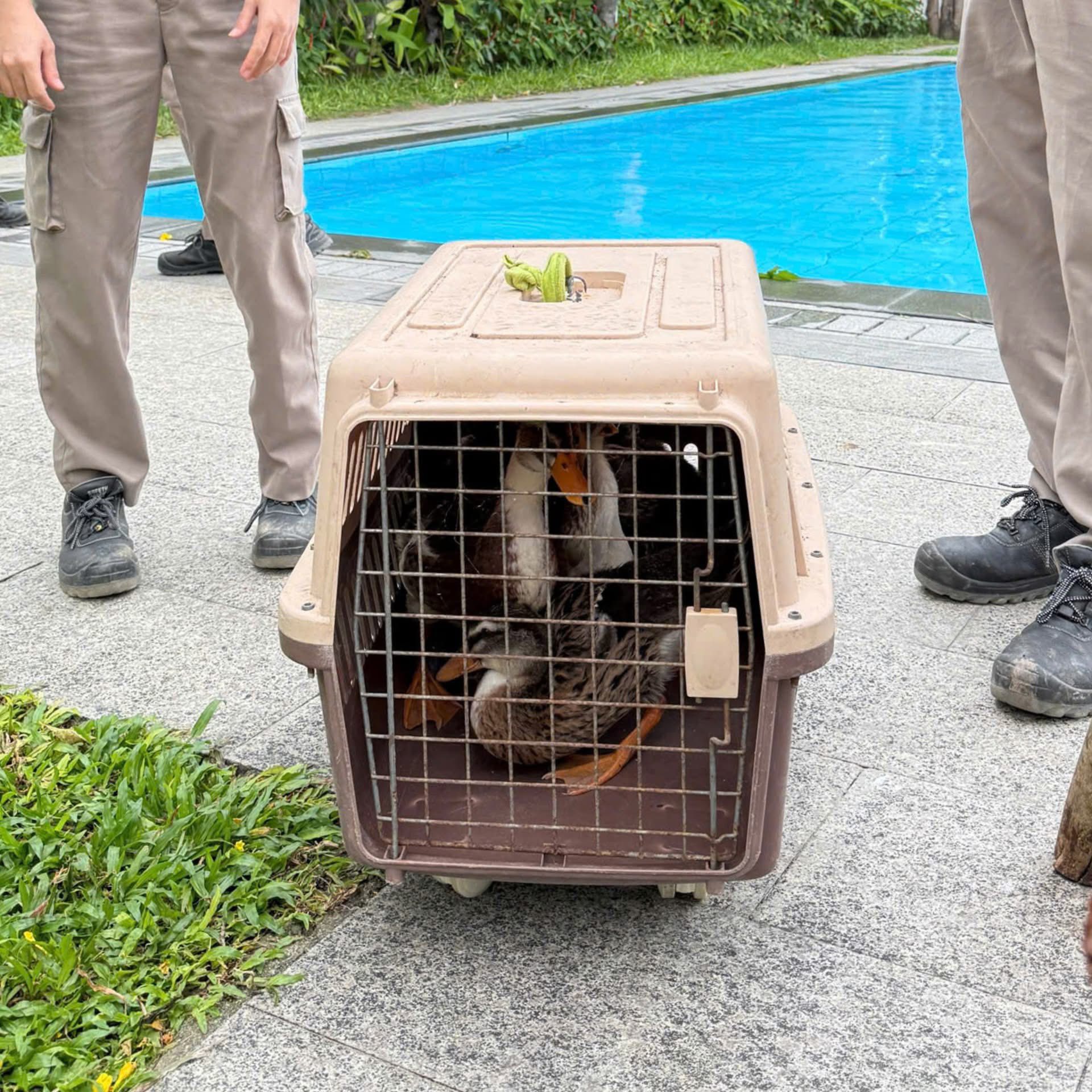 Fanpage của Vinpearl Nha Trang thông báo về tình trạng của đàn vịt Fanpage của Vinpearl Nha Trang thông báo về tình trạng của đàn vịt