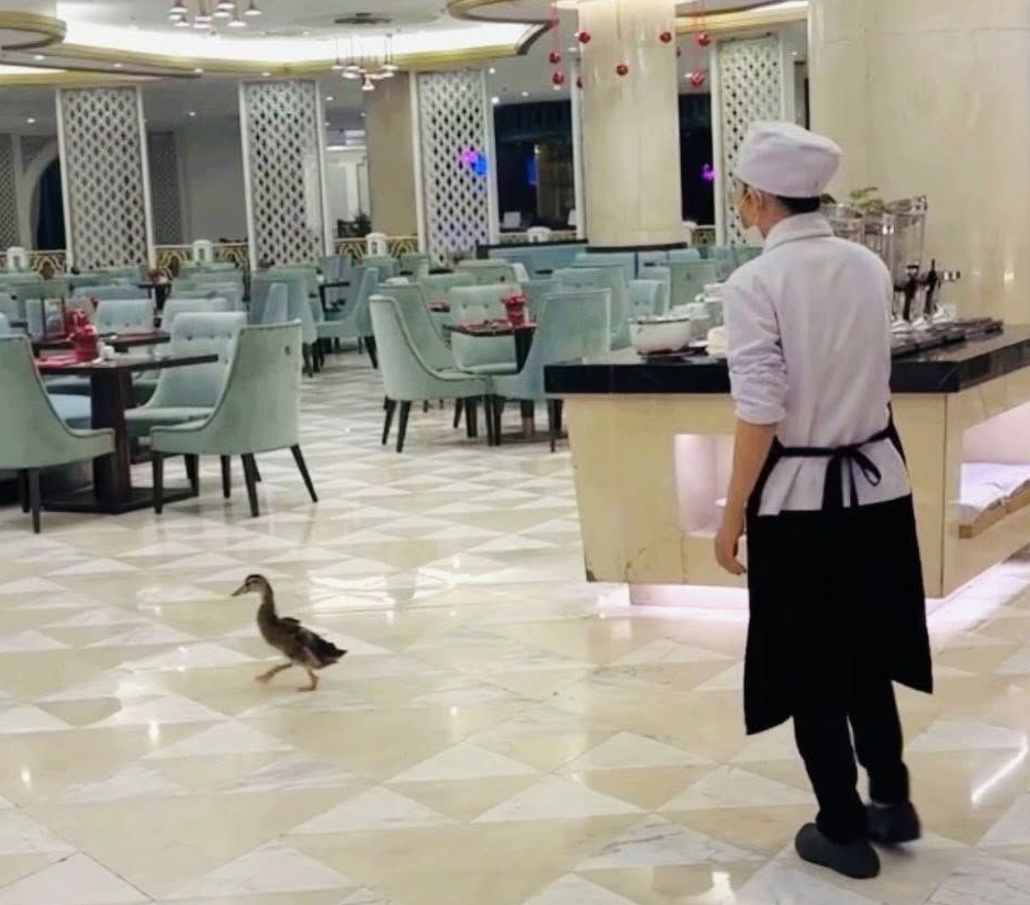 Fanpage của Vinpearl Nha Trang thông báo về tình trạng của đàn vịt Fanpage của Vinpearl Nha Trang thông báo về tình trạng của đàn vịt