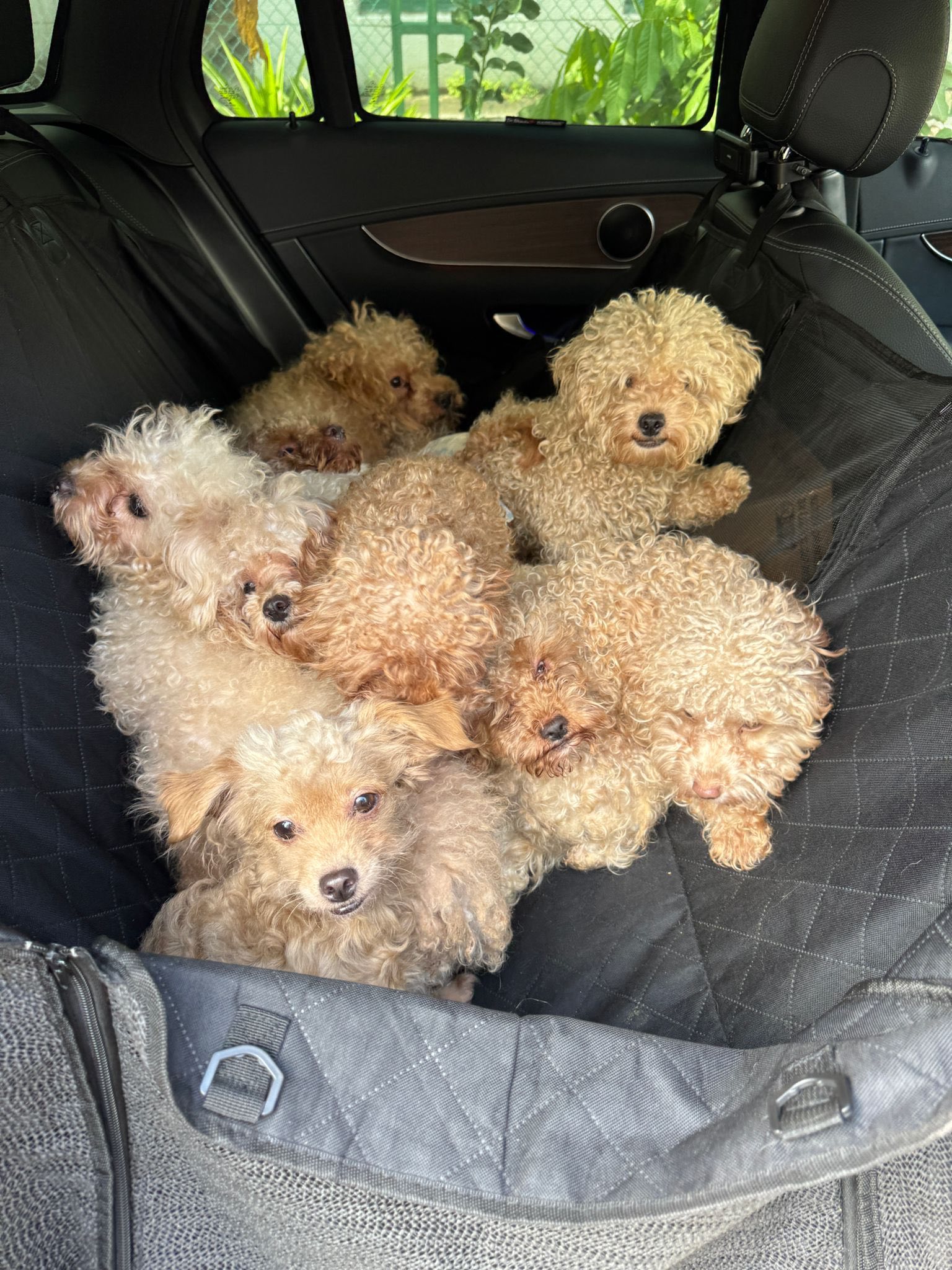 Nuôi tới 79 con chó trong nhà, người phụ nữ bị phạt hơn 400 triệu đồng- Ảnh 1. Nuôi tới 79 con chó trong nhà, người phụ nữ bị phạt hơn 400 triệu đồng- Ảnh 1.