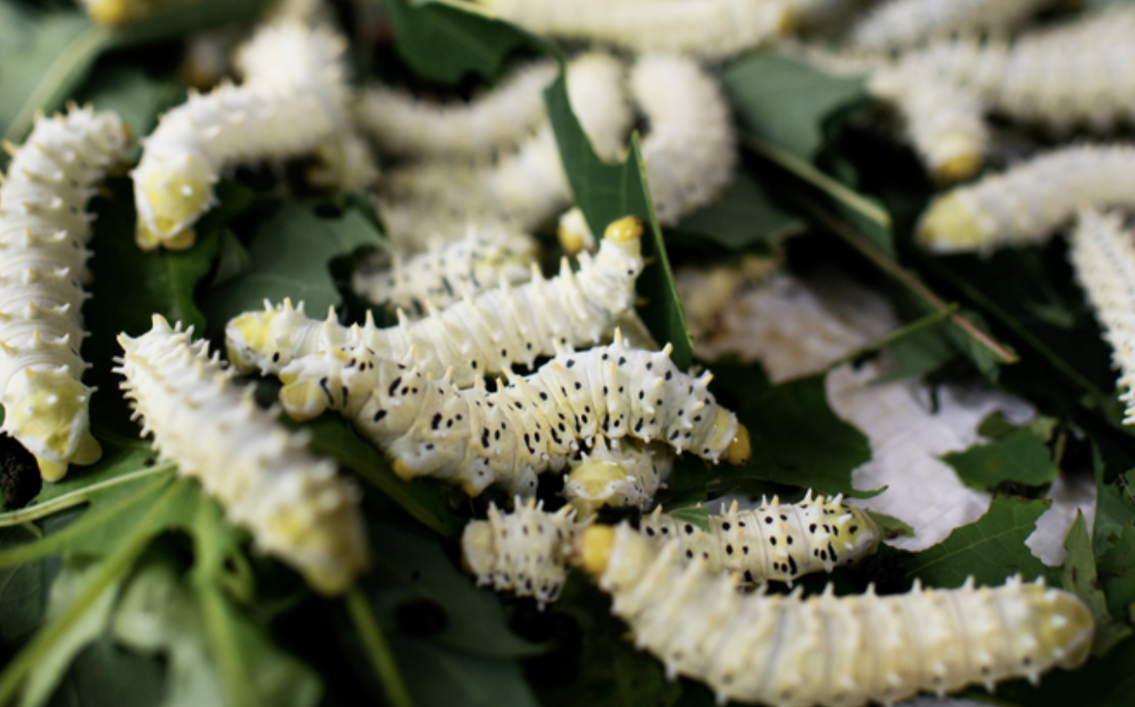 Món đặc sản Việt nhìn như "sâu khổng lồ" khiến ai cũng rùng mình, vậy mà ăn rồi lại ghiền không dứt- Ảnh 2.