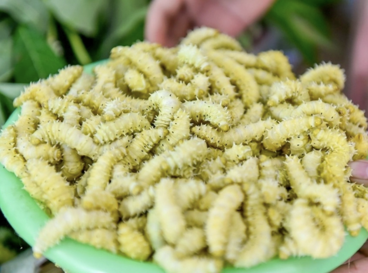 Món đặc sản Việt nhìn như "sâu khổng lồ" khiến ai cũng rùng mình, vậy mà ăn rồi lại ghiền không dứt- Ảnh 3.