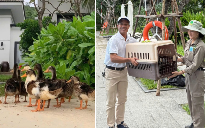 Fanpage của Vinpearl Nha Trang th&ocirc;ng b&aacute;o về t&igrave;nh trạng đ&agrave;n vịt 