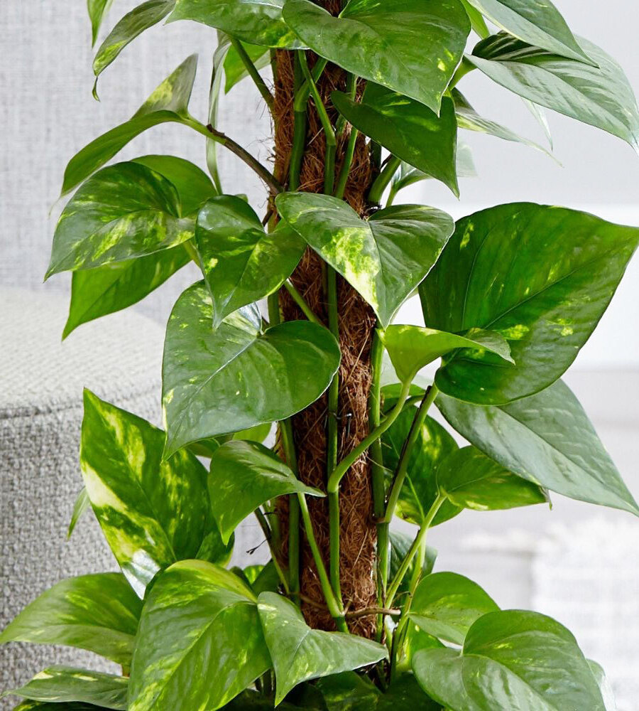 Ông bà xưa dạy: 3 loại cây càng để trong nhà càng “rút lộc, mất vận” - nhiều người trồng mà không hay- Ảnh 1.