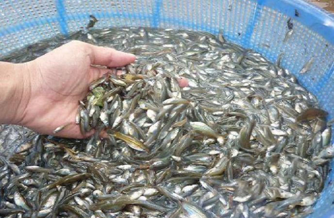 Hương vị đặc biệt của loại cá có tên lạ, xưa nhiều vô kể nay cực hiếm, được dân thành phố “săn lùng”- Ảnh 4.