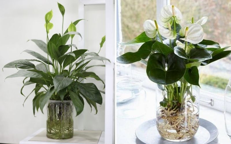 Ông bà xưa dạy: 3 loại cây càng để trong nhà càng “rút lộc, mất vận” - nhiều người trồng mà không hay- Ảnh 2.