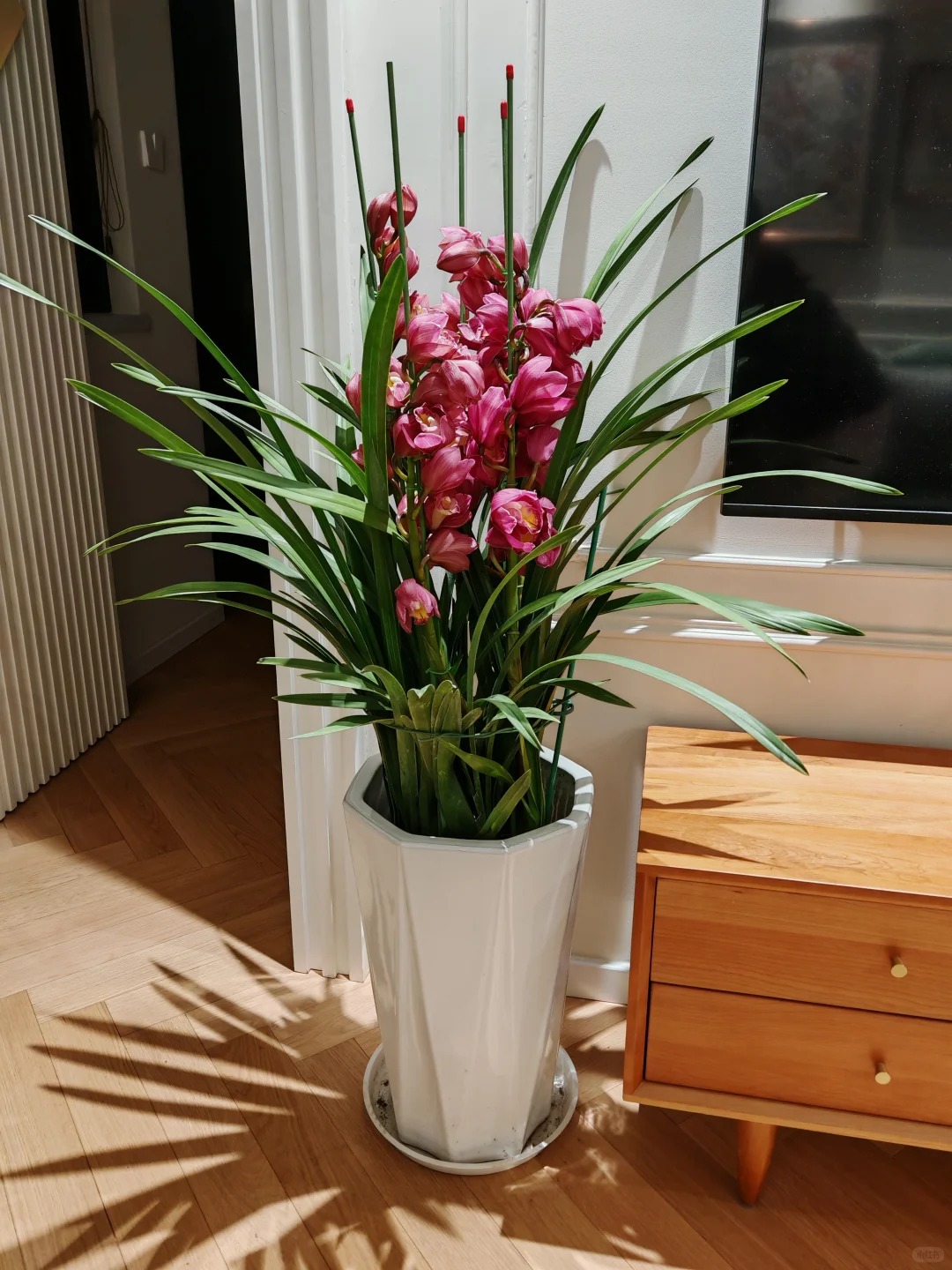 Tết Nguyên đán năm nay mà nhà không có 1 chậu địa lan thì đúng là "phải tội": Học 3 cách chăm từ giờ để hoa nở đầy phòng khách- Ảnh 17.