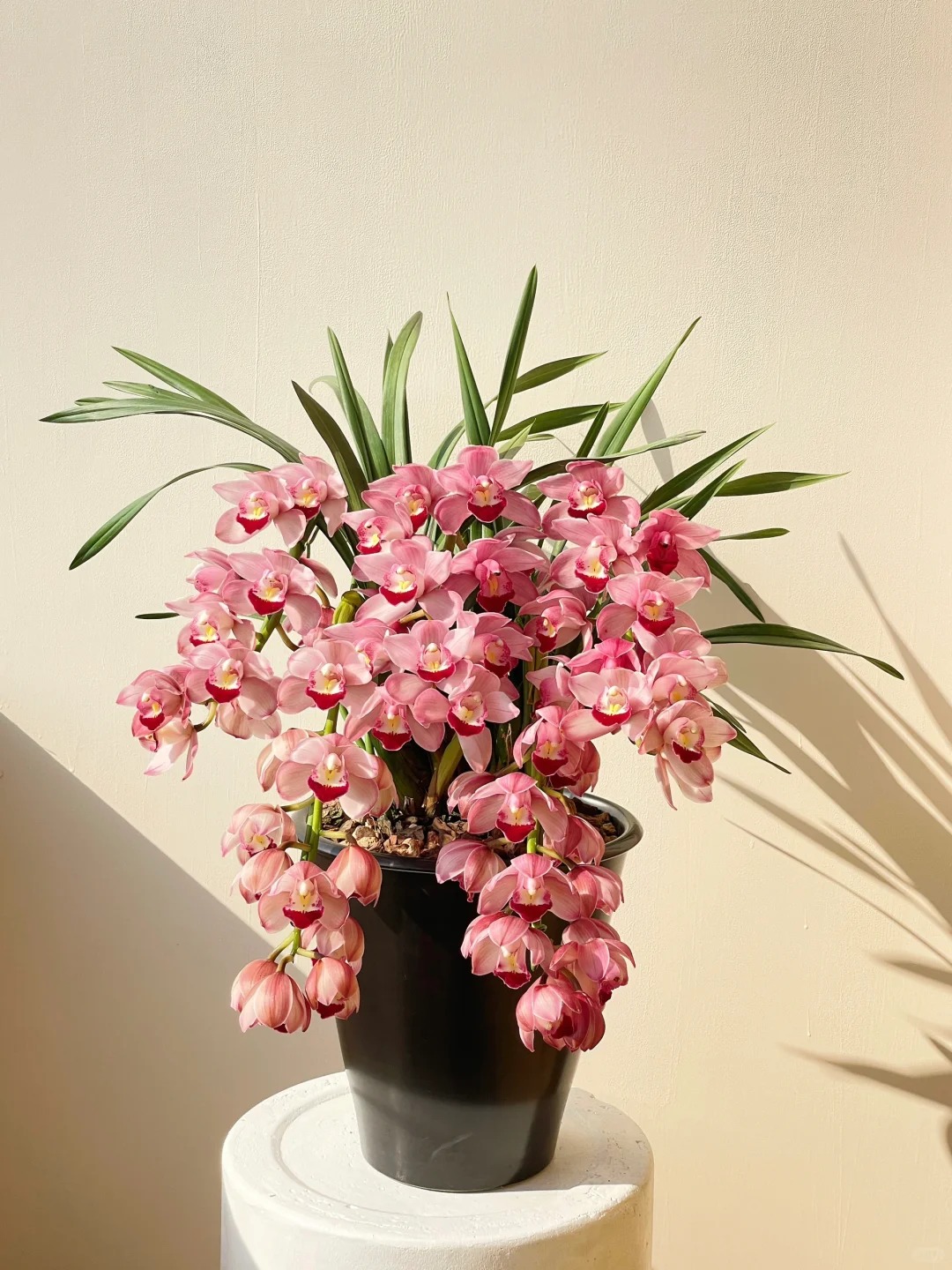 Tết Nguyên đán năm nay mà nhà không có 1 chậu địa lan thì đúng là "phải tội": Học 3 cách chăm từ giờ để hoa nở đầy phòng khách- Ảnh 16.