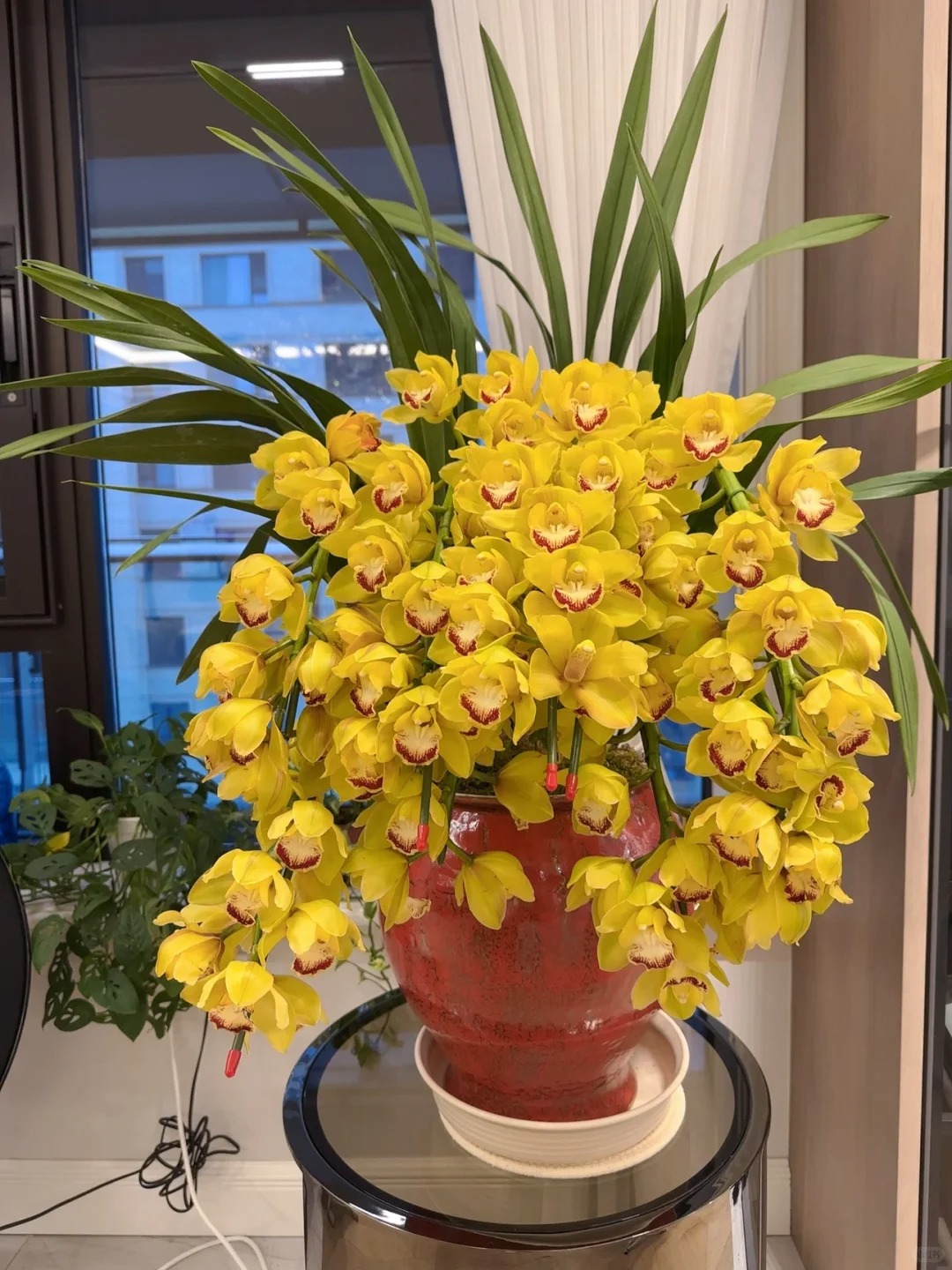 Tết Nguyên đán năm nay mà nhà không có 1 chậu địa lan thì đúng là "phải tội": Học 3 cách chăm từ giờ để hoa nở đầy phòng khách- Ảnh 12.