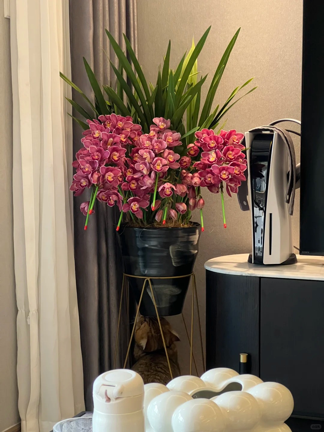 Tết Nguyên đán năm nay mà nhà không có 1 chậu địa lan thì đúng là "phải tội": Học 3 cách chăm từ giờ để hoa nở đầy phòng khách- Ảnh 11.