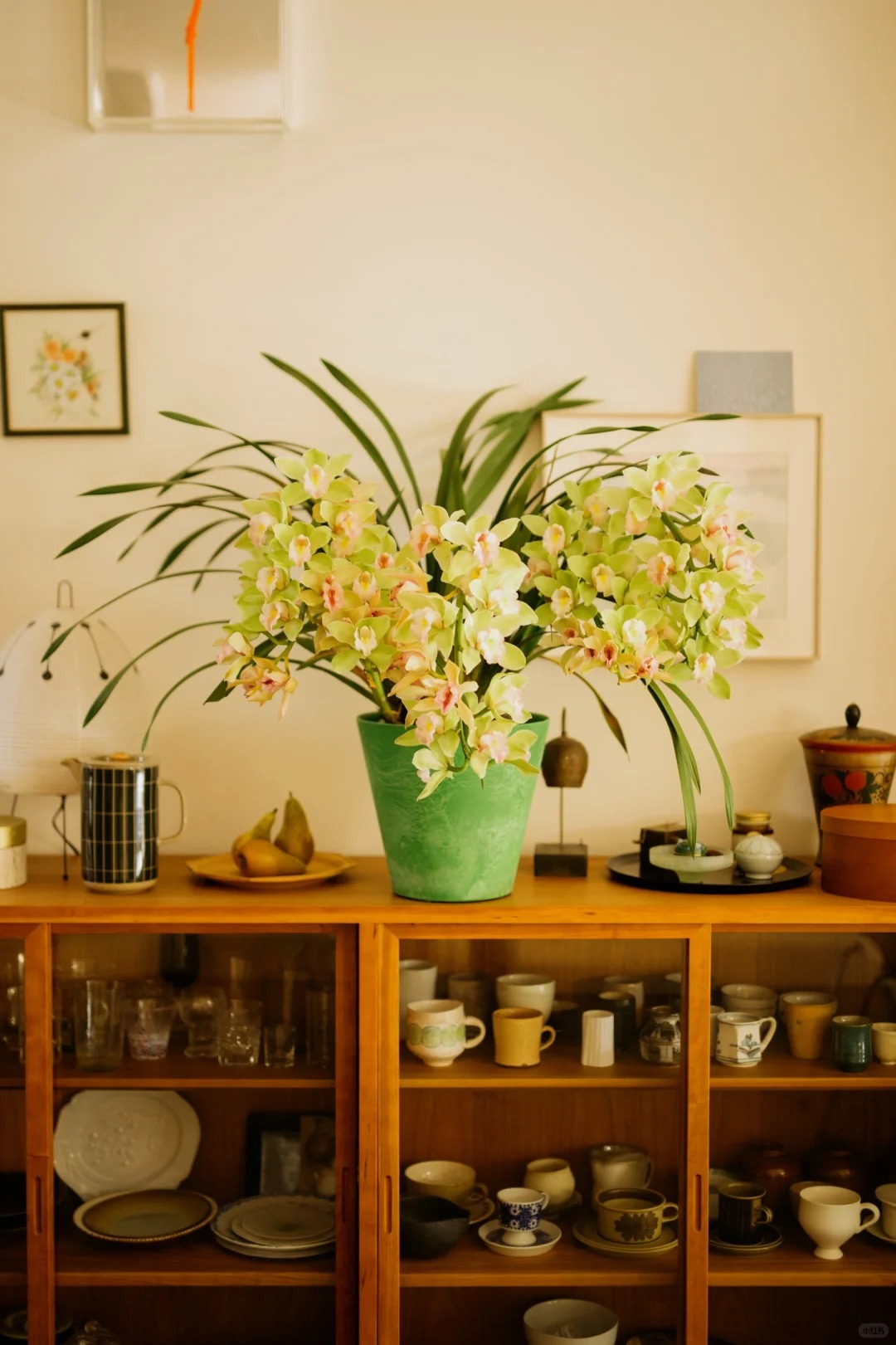 Tết Nguyên đán năm nay mà nhà không có 1 chậu địa lan thì đúng là "phải tội": Học 3 cách chăm từ giờ để hoa nở đầy phòng khách- Ảnh 7.