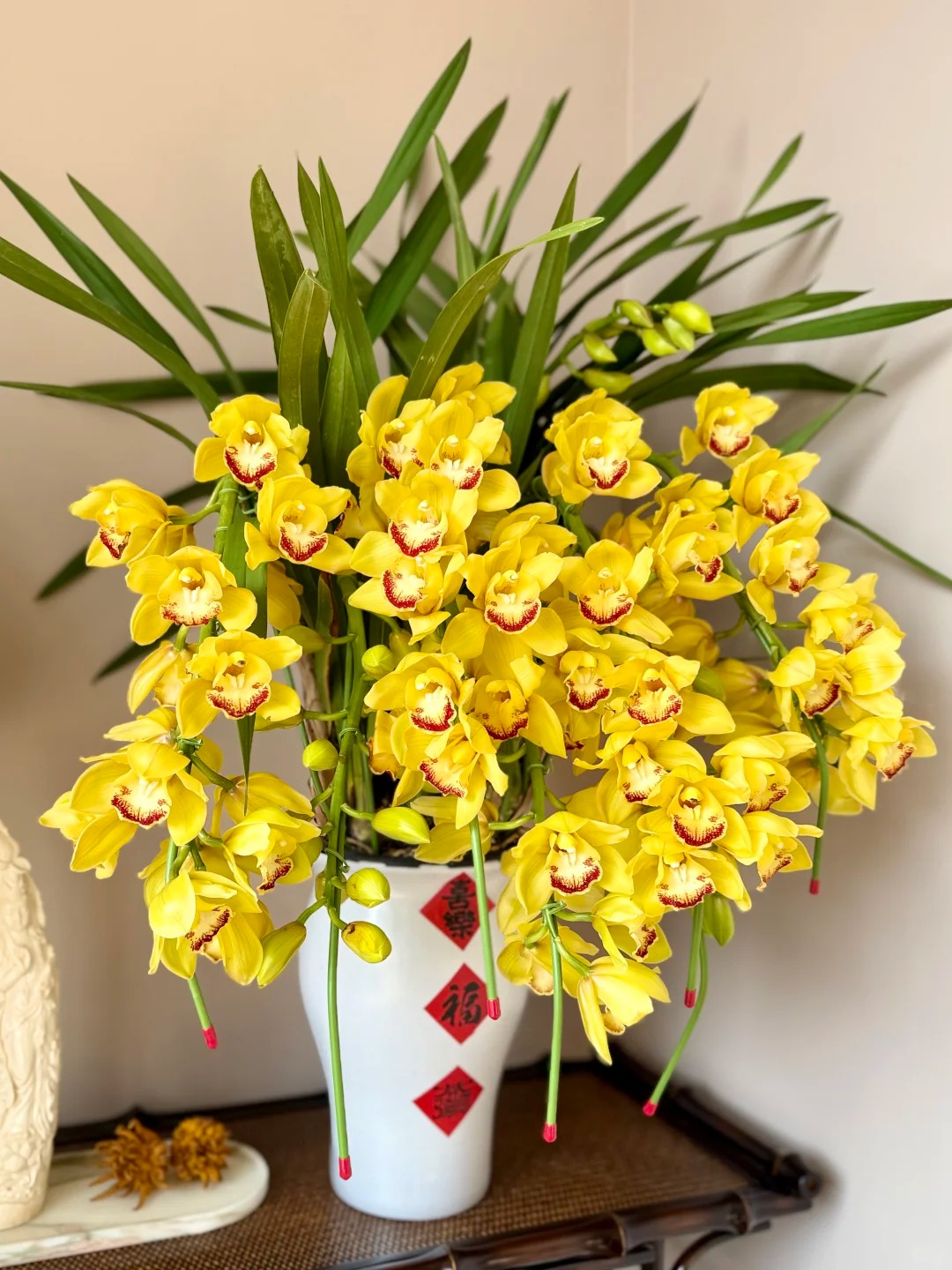 Tết Nguyên đán năm nay mà nhà không có 1 chậu địa lan thì đúng là "phải tội": Học 3 cách chăm từ giờ để hoa nở đầy phòng khách- Ảnh 5.