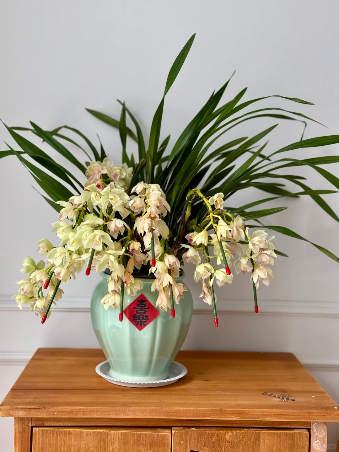 Tết Nguyên đán năm nay mà nhà không có 1 chậu địa lan thì đúng là "phải tội": Học 3 cách chăm từ giờ để hoa nở đầy phòng khách- Ảnh 4.