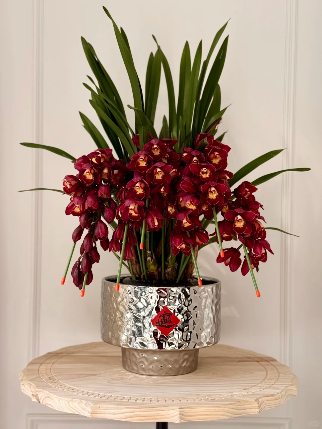 Tết Nguyên đán năm nay mà nhà không có 1 chậu địa lan thì đúng là "phải tội": Học 3 cách chăm từ giờ để hoa nở đầy phòng khách- Ảnh 3.