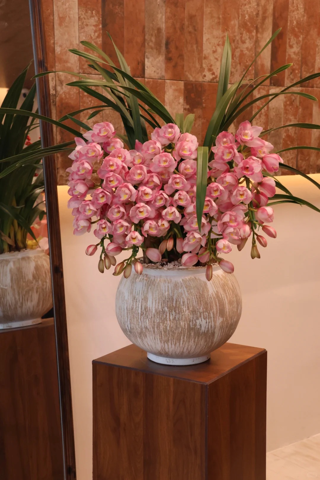 Tết Nguyên đán năm nay mà nhà không có 1 chậu địa lan thì đúng là "phải tội": Học 3 cách chăm từ giờ để hoa nở đầy phòng khách- Ảnh 24.