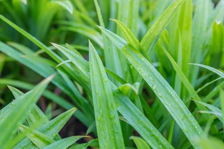 8 cách đuổi rết vĩnh viễn ra khỏi nhà- Ảnh 5.