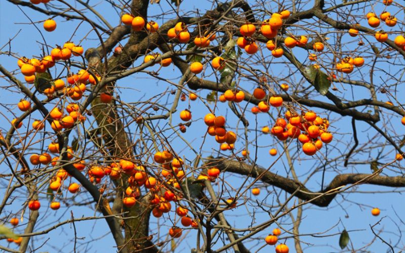 Không phải mê tín: Trồng đúng loài cây mà nhà giàu thích mê, vừa may mắn tài lộc, vừa tốt sức khỏe cả nhà- Ảnh 2.