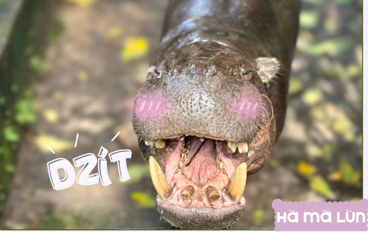 Thảo Cầm Viên Sài Gòn ra mắt bộ lịch “Yêu thương đong đầy” sẻ chia cùng đồng bào vùng lũ- Ảnh 3. Thảo Cầm Viên Sài Gòn ra mắt bộ lịch “Yêu thương đong đầy” sẻ chia cùng đồng bào vùng lũ- Ảnh 3.