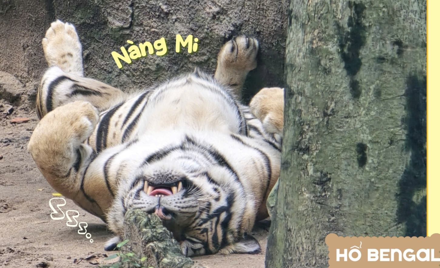 Thảo Cầm Viên Sài Gòn ra mắt bộ lịch “Yêu thương đong đầy” sẻ chia cùng đồng bào vùng lũ- Ảnh 7. Thảo Cầm Viên Sài Gòn ra mắt bộ lịch “Yêu thương đong đầy” sẻ chia cùng đồng bào vùng lũ- Ảnh 7.