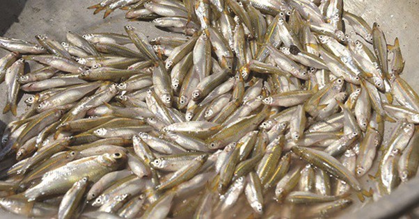 Hương vị đặc biệt của loại cá có tên lạ, xưa nhiều vô kể nay cực hiếm, được dân thành phố “săn lùng”- Ảnh 1.