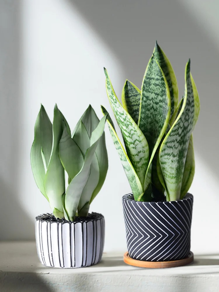 Lưỡi hổ là cây hút tài hay phá tài? Xem lại cách bạn đang đặt cây trong nhà- Ảnh 10. Lưỡi hổ là cây hút tài hay phá tài? Xem lại cách bạn đang đặt cây trong nhà- Ảnh 10.