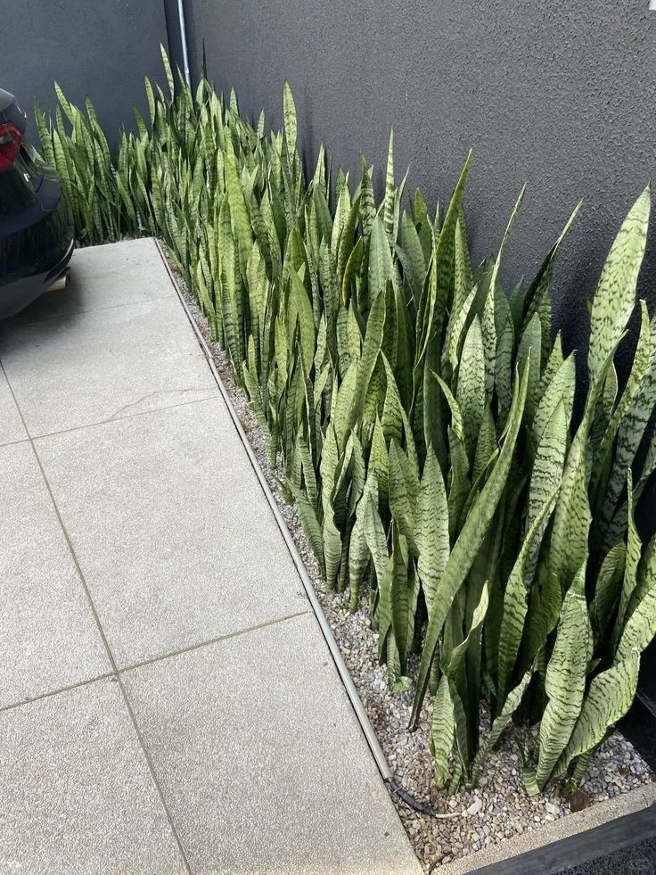 Lưỡi hổ là cây hút tài hay phá tài? Xem lại cách bạn đang đặt cây trong nhà- Ảnh 2. Lưỡi hổ là cây hút tài hay phá tài? Xem lại cách bạn đang đặt cây trong nhà- Ảnh 2.