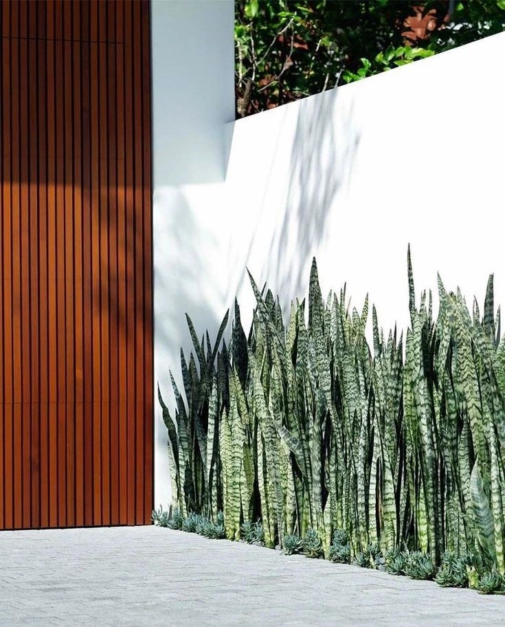 Lưỡi hổ là cây hút tài hay phá tài? Xem lại cách bạn đang đặt cây trong nhà- Ảnh 1. Lưỡi hổ là cây hút tài hay phá tài? Xem lại cách bạn đang đặt cây trong nhà- Ảnh 1.