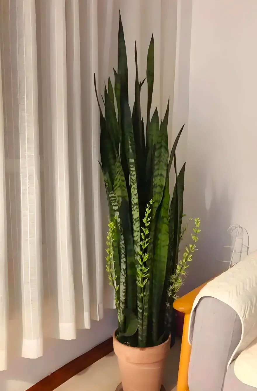 Lưỡi hổ là cây hút tài hay phá tài? Xem lại cách bạn đang đặt cây trong nhà- Ảnh 7. Lưỡi hổ là cây hút tài hay phá tài? Xem lại cách bạn đang đặt cây trong nhà- Ảnh 7.