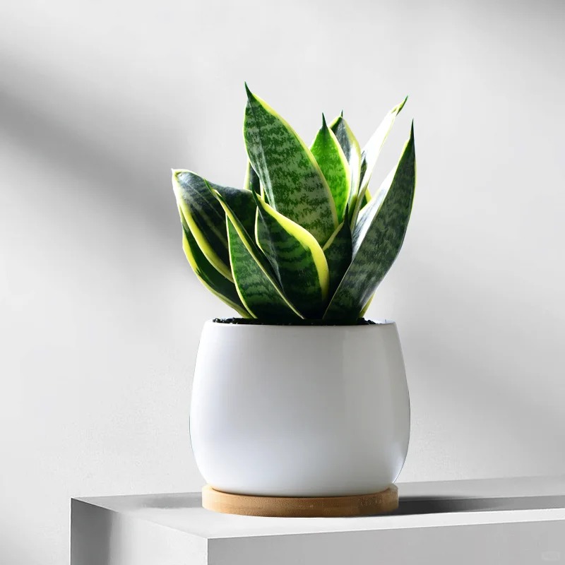 Lưỡi hổ là cây hút tài hay phá tài? Xem lại cách bạn đang đặt cây trong nhà- Ảnh 9. Lưỡi hổ là cây hút tài hay phá tài? Xem lại cách bạn đang đặt cây trong nhà- Ảnh 9.