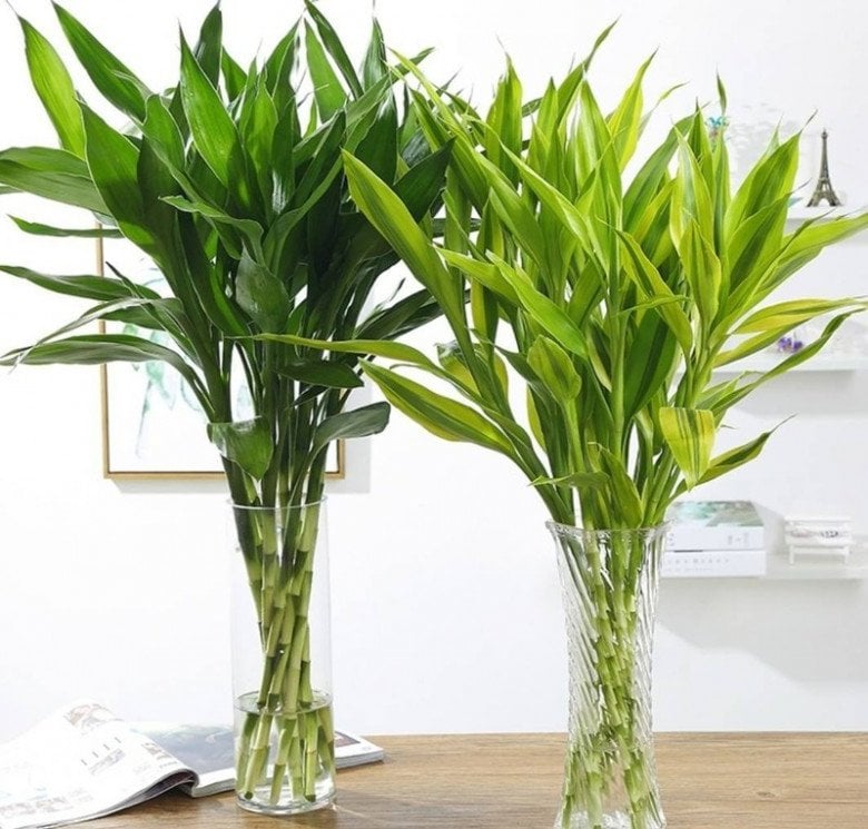 3 loại cây nghe tên đã thấy có lộc, càng trồng lâu trong nhà càng hút tiền bạc như nam châm, người giàu rất thích- Ảnh 5.