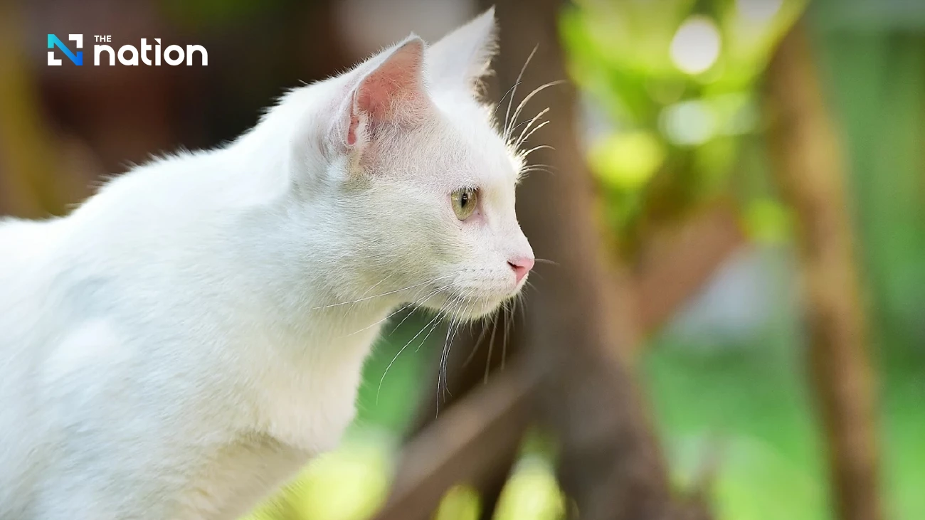 Thái Lan công nhận mèo Thái là một phần bản sắc quốc gia- Ảnh 2.