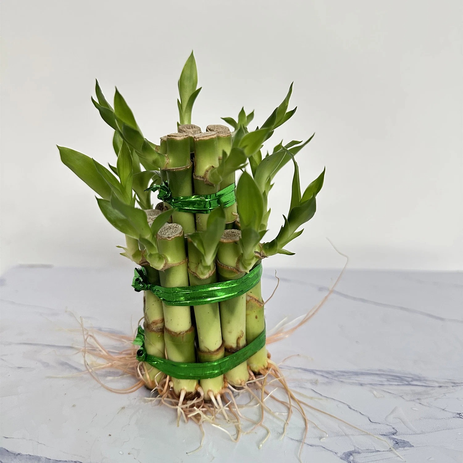 NASA gọi tên 10 cây tốt nhất để trồng trong nhà- Ảnh 10.