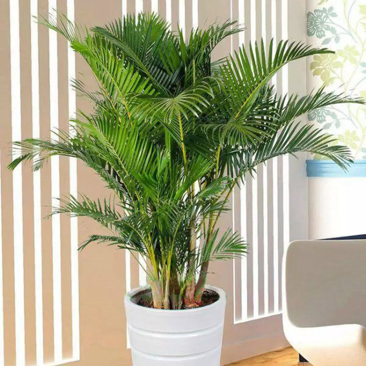 NASA gọi tên 10 cây tốt nhất để trồng trong nhà- Ảnh 7.