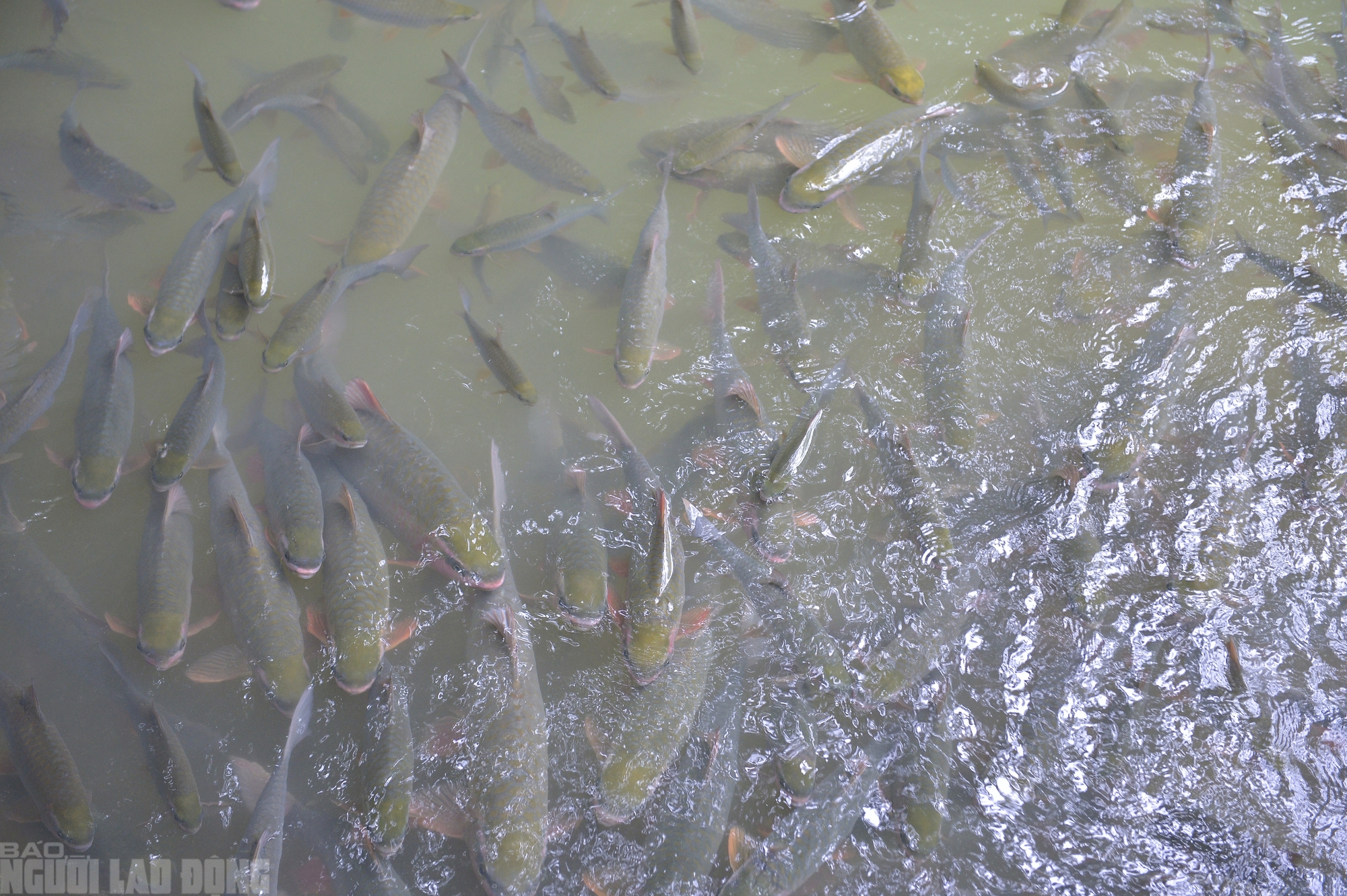 Có một suối "cá thần" khác ở Thanh Hóa mà nhiều người chưa biết- Ảnh 2.