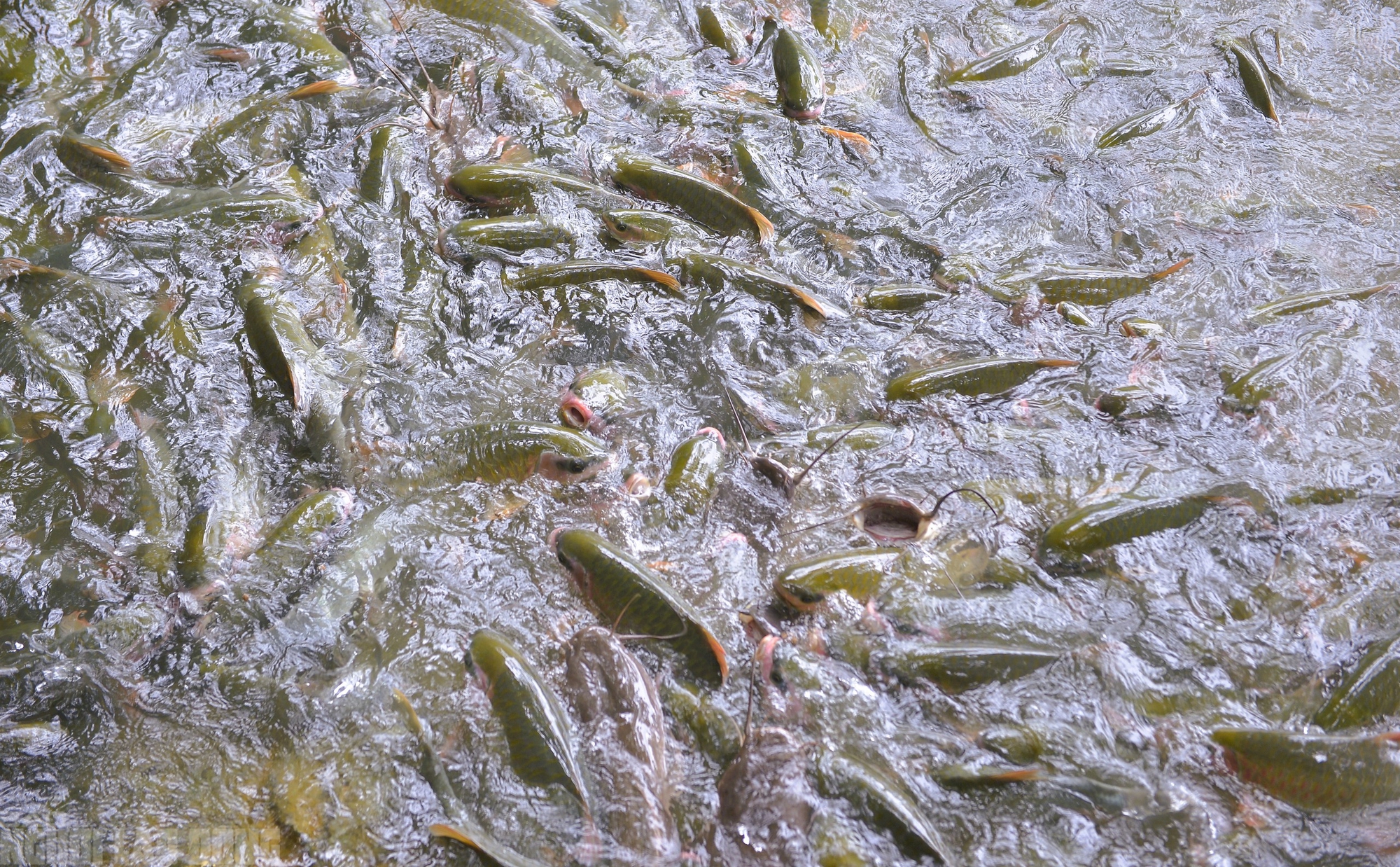 Có một suối "cá thần" khác ở Thanh Hóa mà nhiều người chưa biết- Ảnh 5.