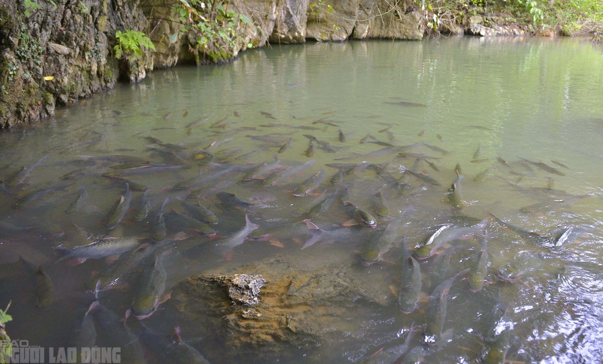 Có một suối "cá thần" khác ở Thanh Hóa mà nhiều người chưa biết- Ảnh 7.