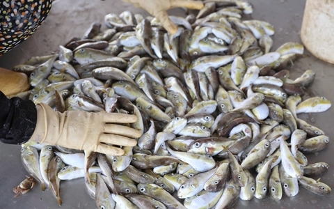 Loại cá chứa chất kịch độc khiến nhiều người rơi vào nguy kịch sau khi ăn: Cách nhận biết- Ảnh 1. Loại cá chứa chất kịch độc khiến nhiều người rơi vào nguy kịch sau khi ăn: Cách nhận biết- Ảnh 1.