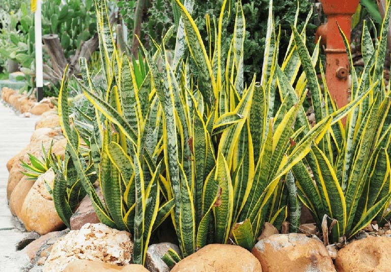 NASA gọi tên 10 cây tốt nhất để trồng trong nhà- Ảnh 1.